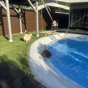 ポメラニアンに「滑って落ちちゃう子が多いので気を付けてね」と言った5分後の出来事に反響「やっちまったお顔してますね」「虚無感」