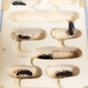 女王アリだけをたくさん集めて巣に入れた結果→ 1週間後→ 衝撃の結末に