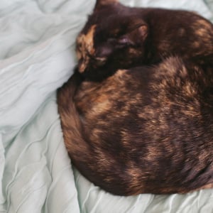 猫もとろける夏布団、始めました。ひんやりやわらかで、快適さは「もはや、エアコン。」
