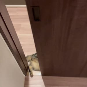 部屋から出たら目の前に愛猫が！？出待ちしていたネコが話題に「出待ちの仕草がかわいい」「待ってたにゃ！」