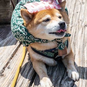 柴犬の頭に保冷剤を当ててあげたら・・。そのリアクションが話題に「ベロが大変なことになってるよ～」「可愛すぎますね」