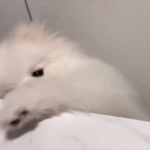 体温計におててを伸ばすポメラニアン。あとちょっとがもどかしくて遠い！！「ずーーーーっと見ていられる」「めっちゃかわいい」