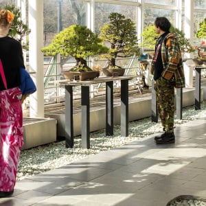 ブルックリン植物園、盆栽コレクションの100周年を記念してイベント開催中