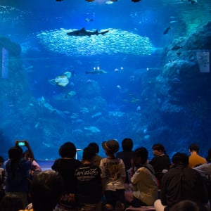 新江ノ島水族館で聞いた！ 人間と魚のケガの治し方の違いとは!?