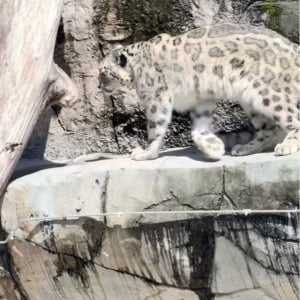 ユキヒョウの見事なバックフリップ！岩場から後ろ向きに一回転しながら飛び降りた！！【海外・動画】