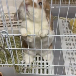 ウサギが飼い主さんをお出迎え！ナデナデしてもらい目をつぶるかわいすぎる姿に反響「両方の気持ちわかるわ〜」「かいぬしさんだいしゅきーという声が聞こえます」