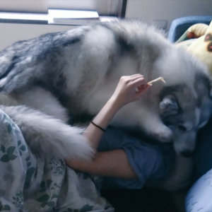自分を子犬だと思っている？寝ている飼い主さんに乗るハスキー犬が話題に「気分は子犬、身体は成犬」「しあわせな重さだ。うらやましいです」
