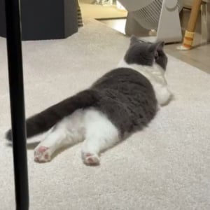 ネコが床でゴロゴロ。全てかわいすぎると話題に「神々しいお姿」「投げ出された後ろ足が何ともキュート」