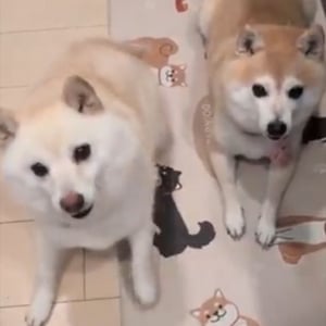 対照的な柴犬たち。おやつをじっと待つ赤柴と待ちきれずウズウズしている白柴が話題に「完璧な静と動の対比ですね」「個性的で両方ともかわいい」