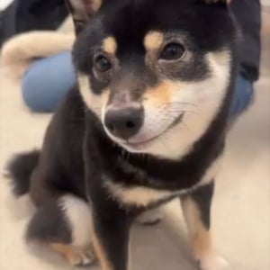 ご機嫌な柴犬。ナデナデしてもらって最高の笑顔になっている！！「表情が豊かすぎ」「幸せが溢れすぎてます」