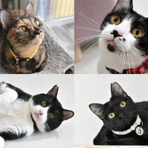 【大阪府大阪市】保護猫がお出迎え！古民家カフェで月替わり「あべの 猫ごよみ展」開催！