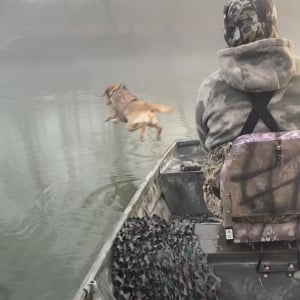 【リスを救助した犬】泳いで戻ってくるその顔をよく見てみると・・・、『ある動物』がくっついていました！！【アメリカ・動画】