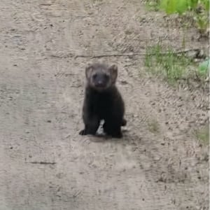 子グマにそっくり！？草むらから出てきたのは・・北米に生息するフィッシャーの赤ちゃん【海外・動画】
