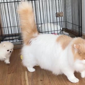ネコにくっついて歩くポメラニアン。子犬のころからの変わらぬ行動が話題に「そっくりに育ちましたね〜」「めちゃ大きくなったんだね！」