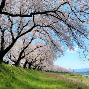福井市のシンボル「足羽川桜並木」を次世代につなぐ、クラウドファンディング始動！