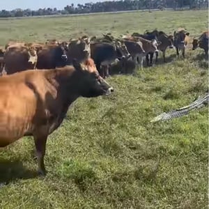 牧草地でハプニング！ウシたちが取り囲んで注視するのは・・巨大なワニ！！【アメリカ・動画】