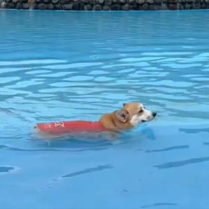 必死に歩いてるのに・・。進んでいるように見えないコーギーがかわいい！