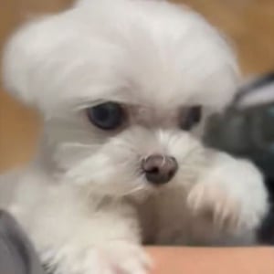 マルチーズの猛アピール！テレビを見ているのを止めてかまってもらおうとする姿がかわいすぎる！