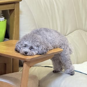トイプードルが溶けちゃった！？遊び疲れてとろけている姿が話題に「ひたすらモフモフしたい」「ふにゃふにゃになってますね〜」