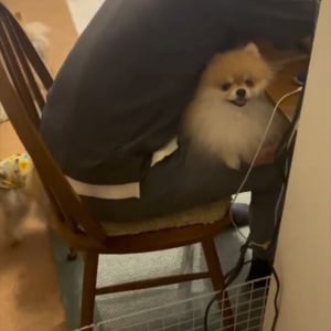 仮眠している膝上に天使が！？満面の笑顔がかわいすぎるポメラニアン「パパさんを癒してあげてるんだね」「毎日見られる主様が羨ましすぎる」