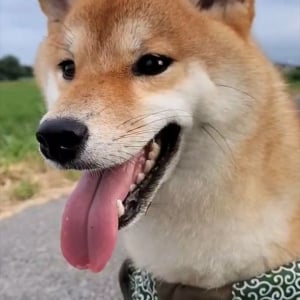 期待して待っていたけれど・・。遠くに人影が見えたのでナデナデしてもらえるかなと待機する柴犬に反響「表情めちゃ出ますね〜」「残念だったね・・」
