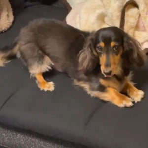 ダックスフンドのかわいいを知る入門動画！？見つめてきながらコロリと寝転がるかわいすぎる姿が話題に「お腹なでなでしたい」「すぐ転がるのがダックス」