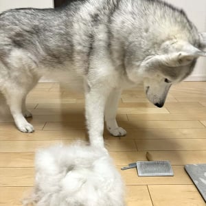 ハスキー犬が落ち込んでいる？ブラッシング後の様子に「毛がなくなっちゃったワン」「ハゲてまうやんけ」