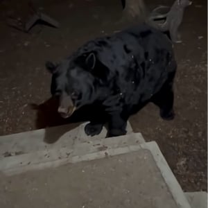 民家にクマがやってきた！その目的は食べ物・・ではなく、背中をかいてもらうため！？！？【海外・動画】