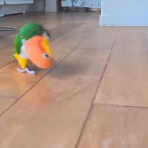 今通り過ぎていったのはカニ・・じゃない！シロハラインコだ！！その異様な走り方が話題に「思わず吹いてしまいました」「黄色頭のカニさん」