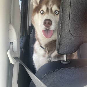 お出かけだと思ったのに・・。病院に着いたハスキー犬の表情がすべてを物語る「だまされたワン」「ウソだろうみたいな驚き」