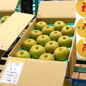 梨といえば生産量1位の千葉県産　初モノ好きが待ち望むJA長生 一宮・岬梨組合の幸水「ながいき梨」が東京大田市場で初競り20玉1万円！ 首都圏の百貨店などで1個800円前後か