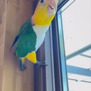 絶対、中身インコじゃない・・・インコが滑り降りるシーンに「消防士みたい」「サーフィンする人や」