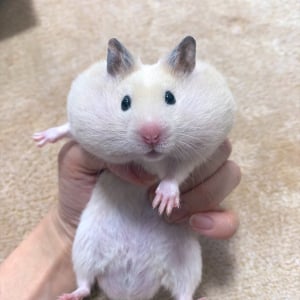 オヤツを独り占めしたハムスターを捕獲したら・・・。強欲すぎるその顔がかわいすぎだろ！！