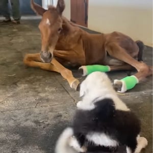リハビリ中の子馬にできたやさしい遊び相手。お友達は・・フレンドリーな子犬！【海外・動画】