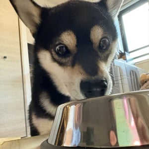 水を飲もうとしなかった柴犬が水分補給してくれている！夢中になっている姿が話題に「すごくいいびっくり顔」「おめめが物語ってますね！」