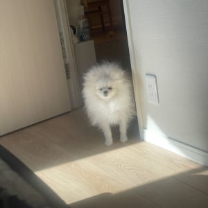 自分も寝起きでしょぼしょぼだけど・・。飼い主さんを起こしに来たポメラニアンがかわいいと話題に「毛もかわいさも爆発」「すっごい寝むそう」