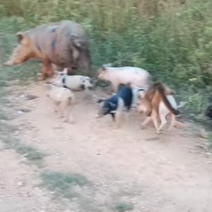 お散歩をしている子ブタたち映像！あれ？よーく見ると背中に猿乗ってない？！【海外・動画】