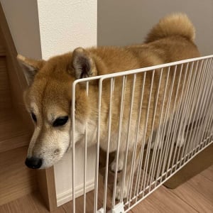愛犬がいないと思ったら・・。ペットゲートに静かに挟まっている柴犬を発見！！「かわいすぎる！」「どうしてそこに？！」