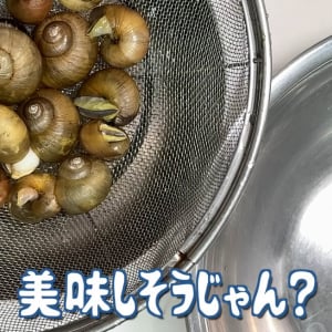普通にいるカタツムリを寿司にして食べた結果