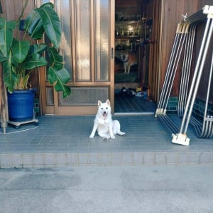 この柴犬・・番犬には向かない！？愛嬌たっぷりな姿が話題に「めっちゃウェルカムな気がする」「モデルさんみたい」