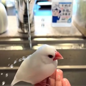 8歳半の文鳥の日頃のお手入れの成果！？若々しい撥水力が話題に「シリコンが塗布してありそうな撥水力！」