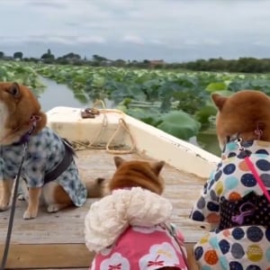 かわいすぎる船頭さん！船の先にお座りする柴犬がかわいすぎる！「観蓮クルーズとは優雅ですね～」「柴犬だから浴衣似合うのでしょうね」