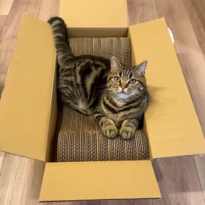 新しい爪研ぎを秒で気に入ったネコ。開封して箱から出す前から乗っちゃってる！「爪研ぐより座る方が好きなのかな」