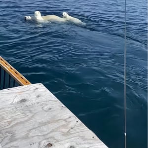 海原を進む親子。真っ白の毛に包まれたその一家は・・ホッキョクグマだ！！【海外・動画】