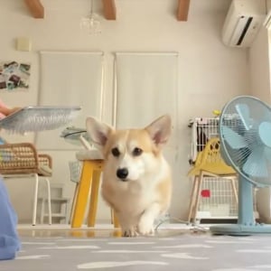 コーギーの耳がぺた～ん！耳がなくなる瞬間が話題に「すべての動きがかわいい」「お耳ないないだ！」