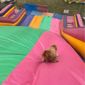 大はしゃぎで戻って来た！巨大すべり台にすっかりハマった子犬がカワイイ！【海外・動画】