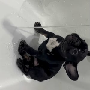 初めてのバスタイム！フレンチブルドッグの子犬は慣れない水を嫌が・・らない！【海外・動画】