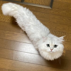 体が伸びた！？ネコを真上から撮影した写真が話題に「一筆書きしたみたい」「エビフライ感もあります」