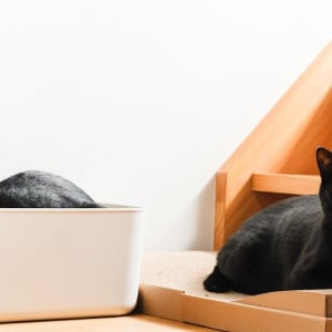 無印良品からついに登場した「2つの猫アイテム」が早くも猫のお気に入りスポットになりました