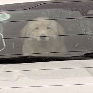 飼い主さん見ぃつけた！笑顔を浮かべ嬉しそうなゴールデンレトリバーが話題に